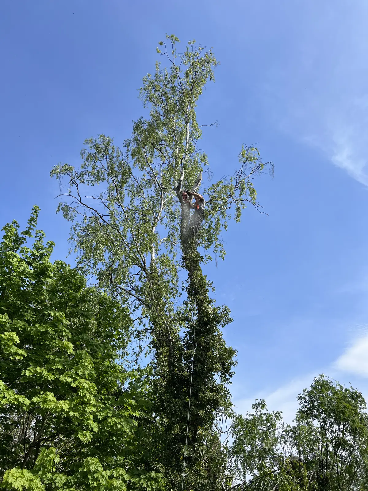 Klatrefelling: arborist høyt oppe i en bjørk, sikret i tau