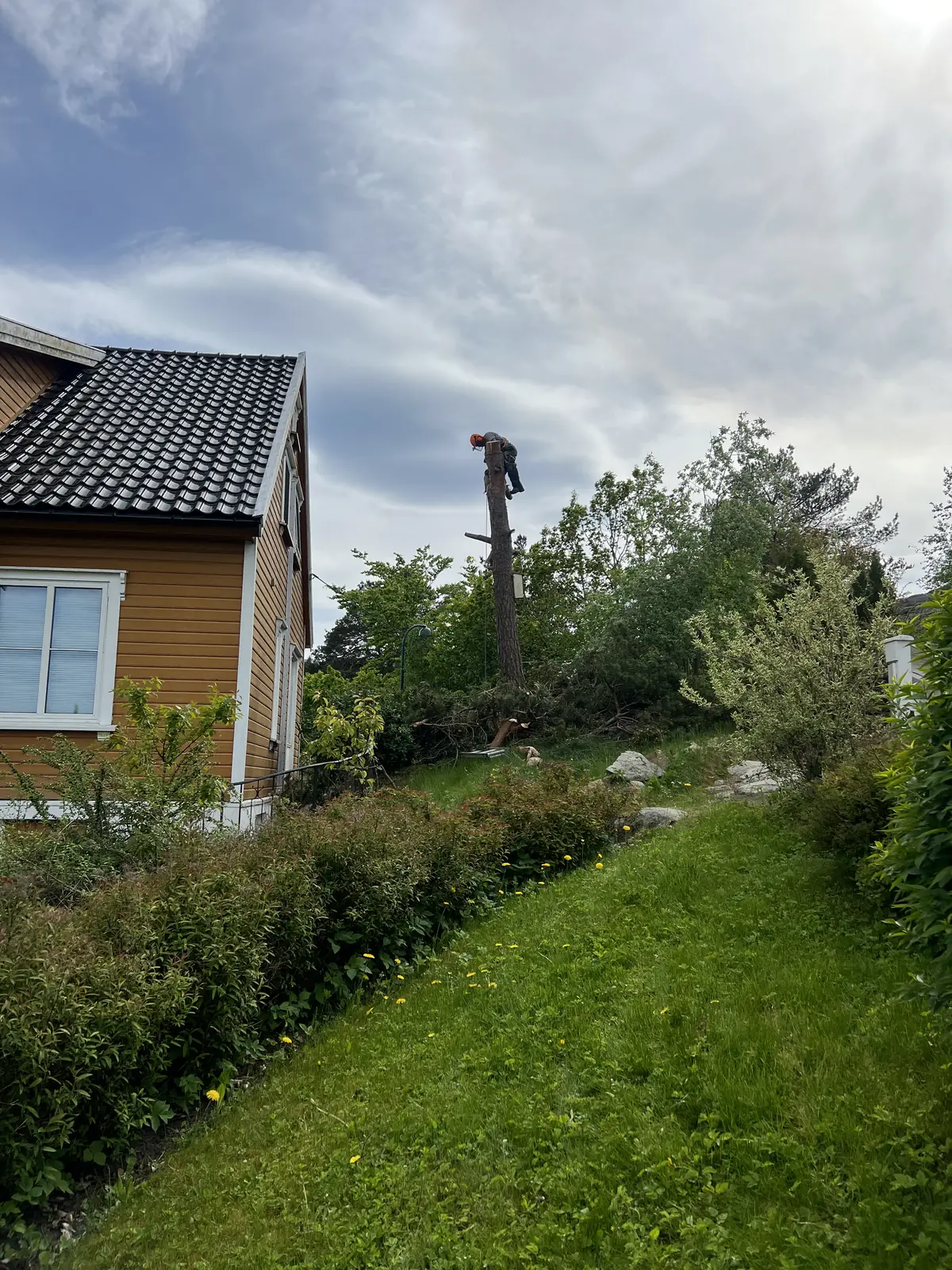 Seksjonsfelling: arborist på toppen av en kvistet furustamme ved et gult hus
