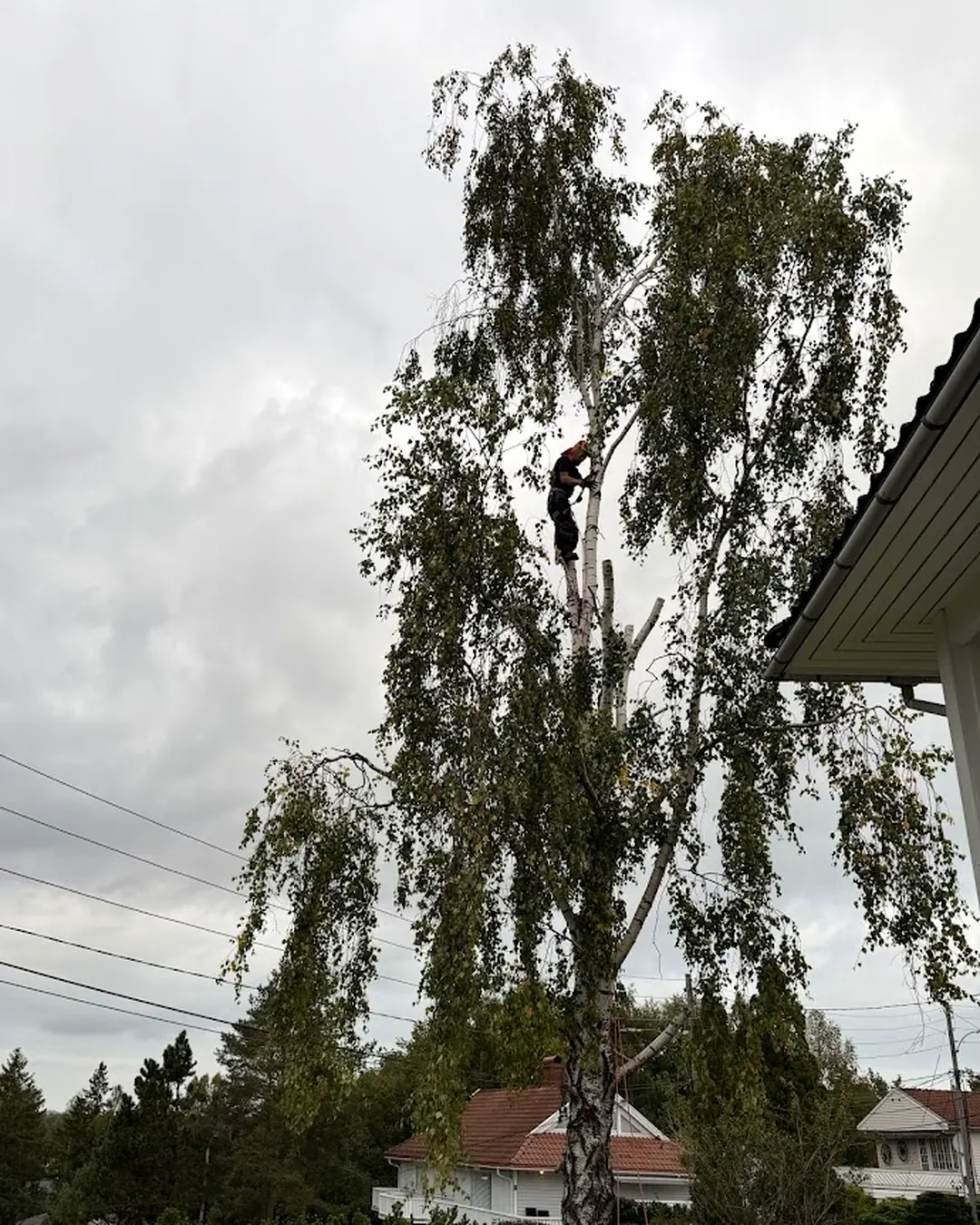 Seksjonsfelling av en stor hengebjørk rett ved takskjegget på et hus