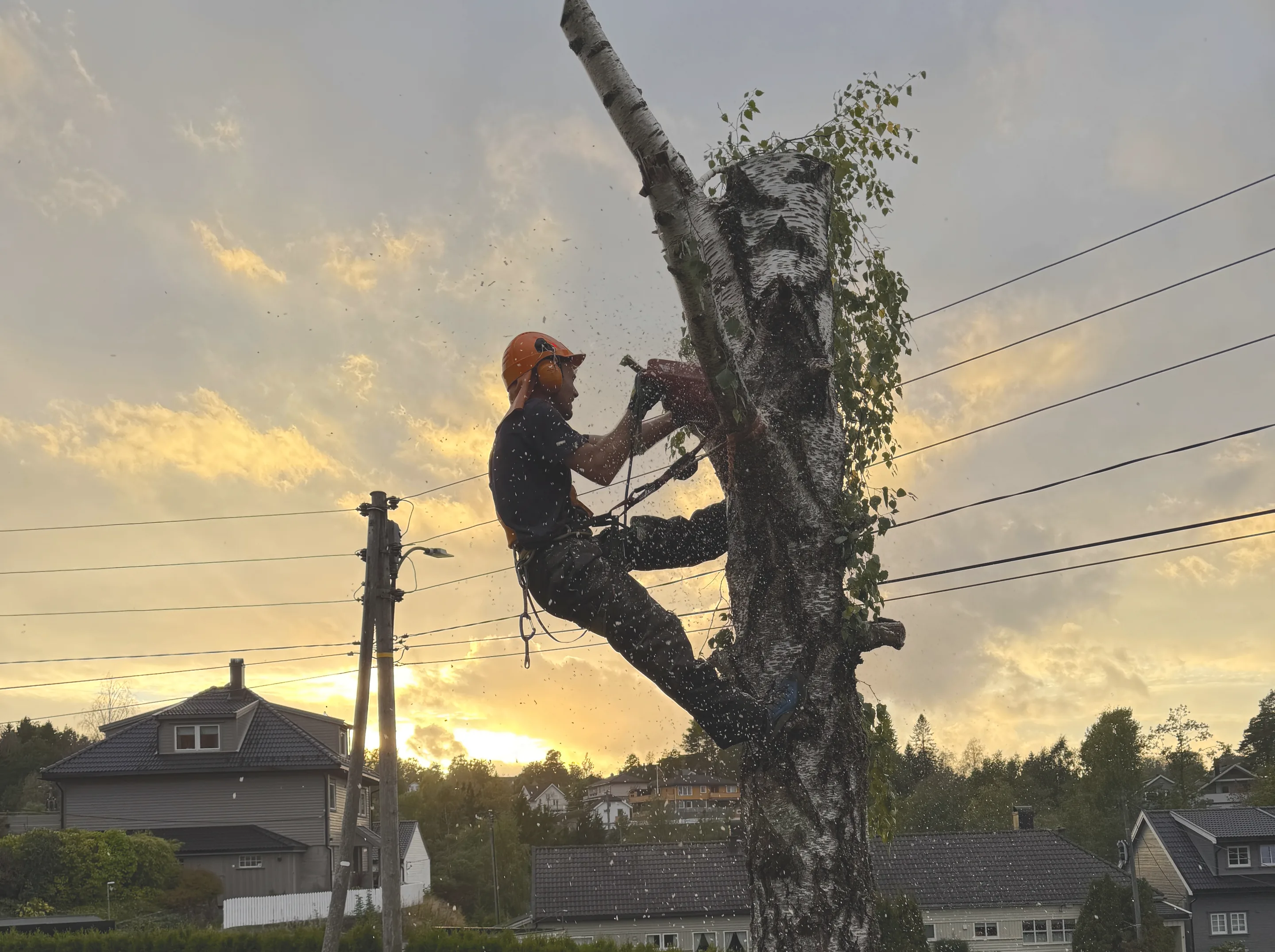 Trefelling av bjørk: arborist i klatresele kapper toppen av treet i solnedgang, med sagflis i lufta
