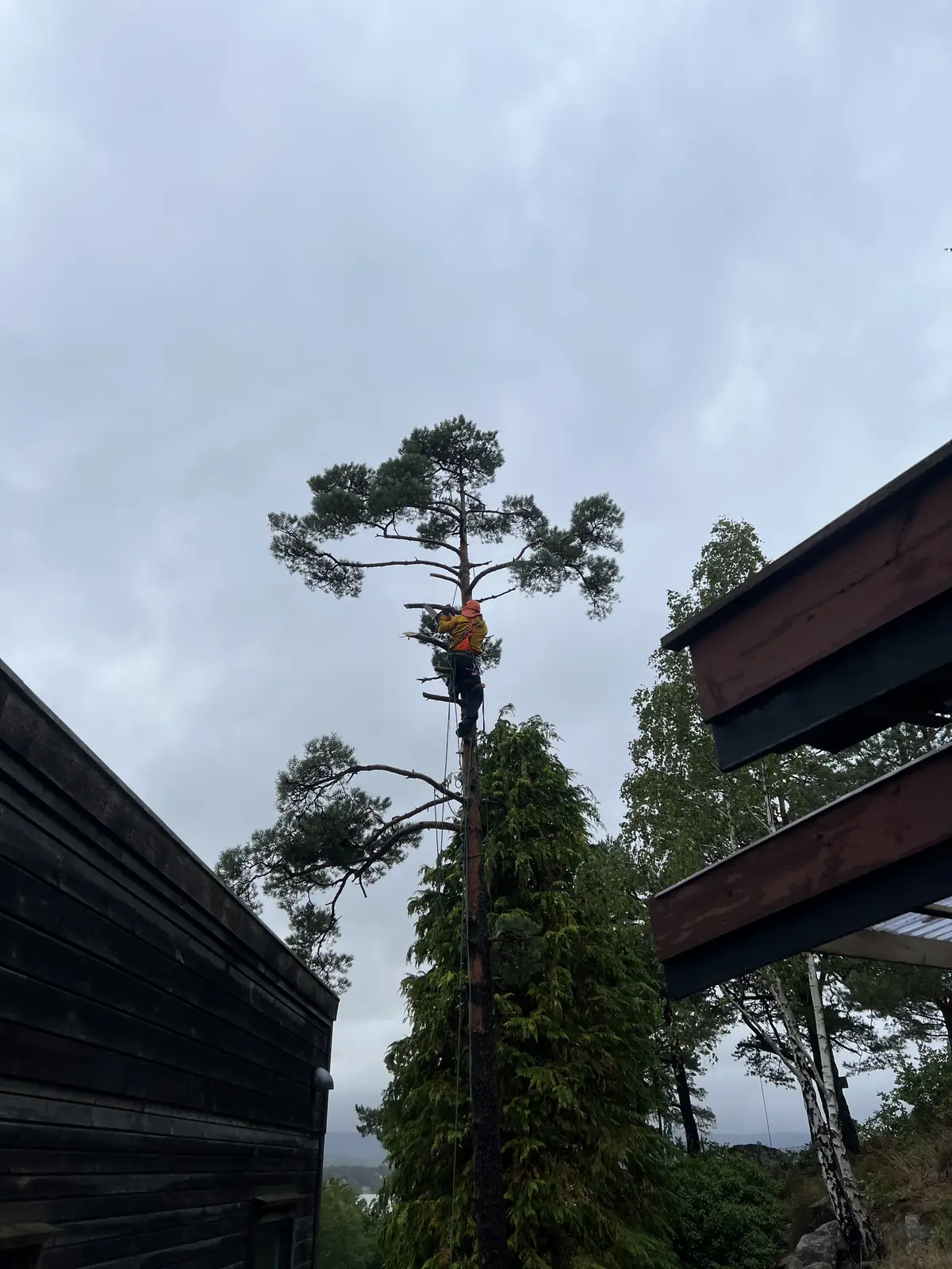 Trefelling av furu mellom to hus: arborist kapper greinene først